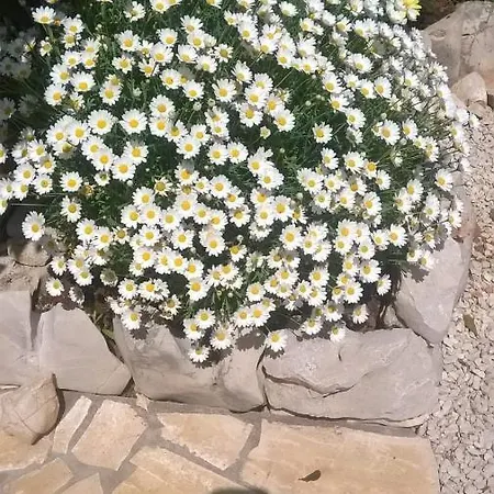 Apartmani Stefanija *
